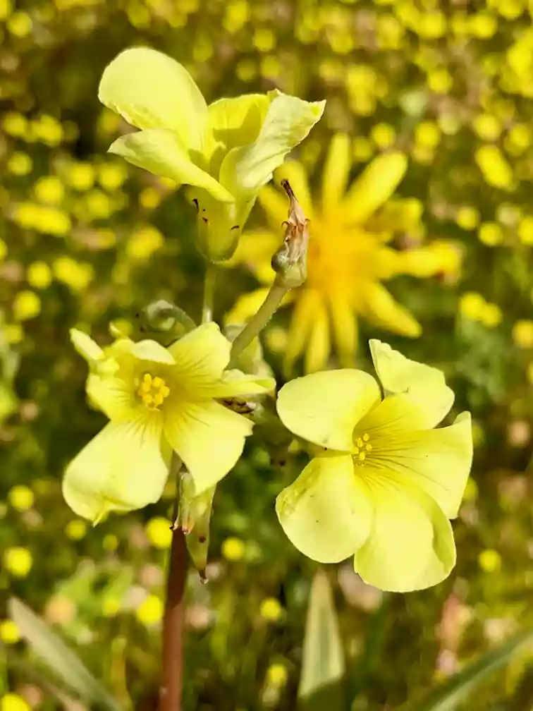 African wood sorrel (oxalis pes caprae)