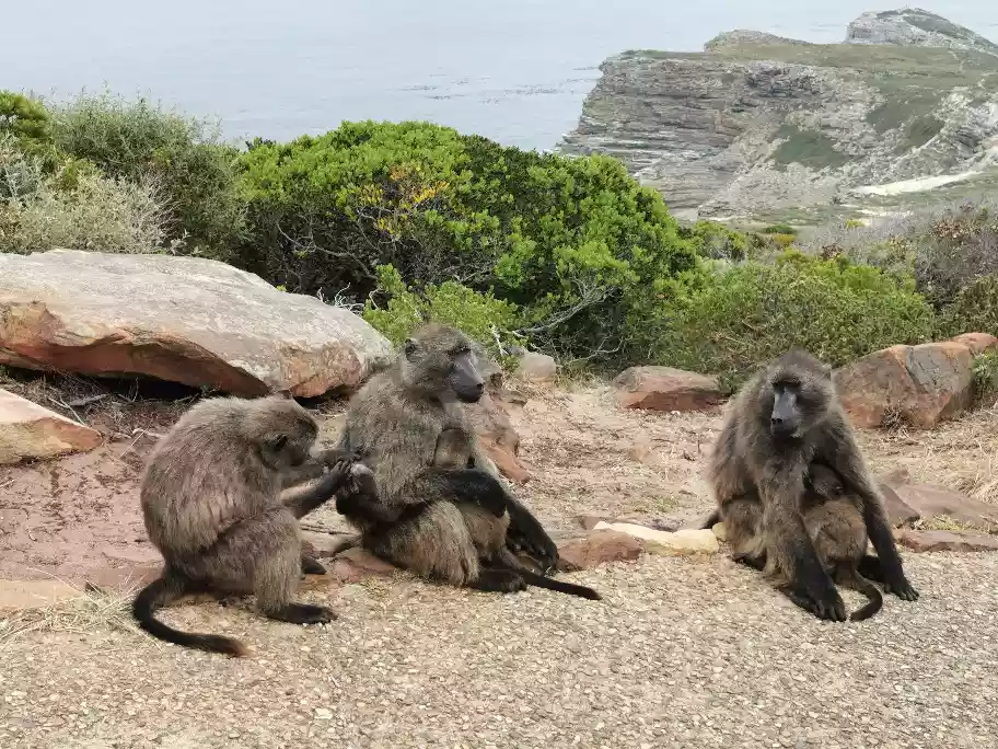 Baboons at Cape Point National Park