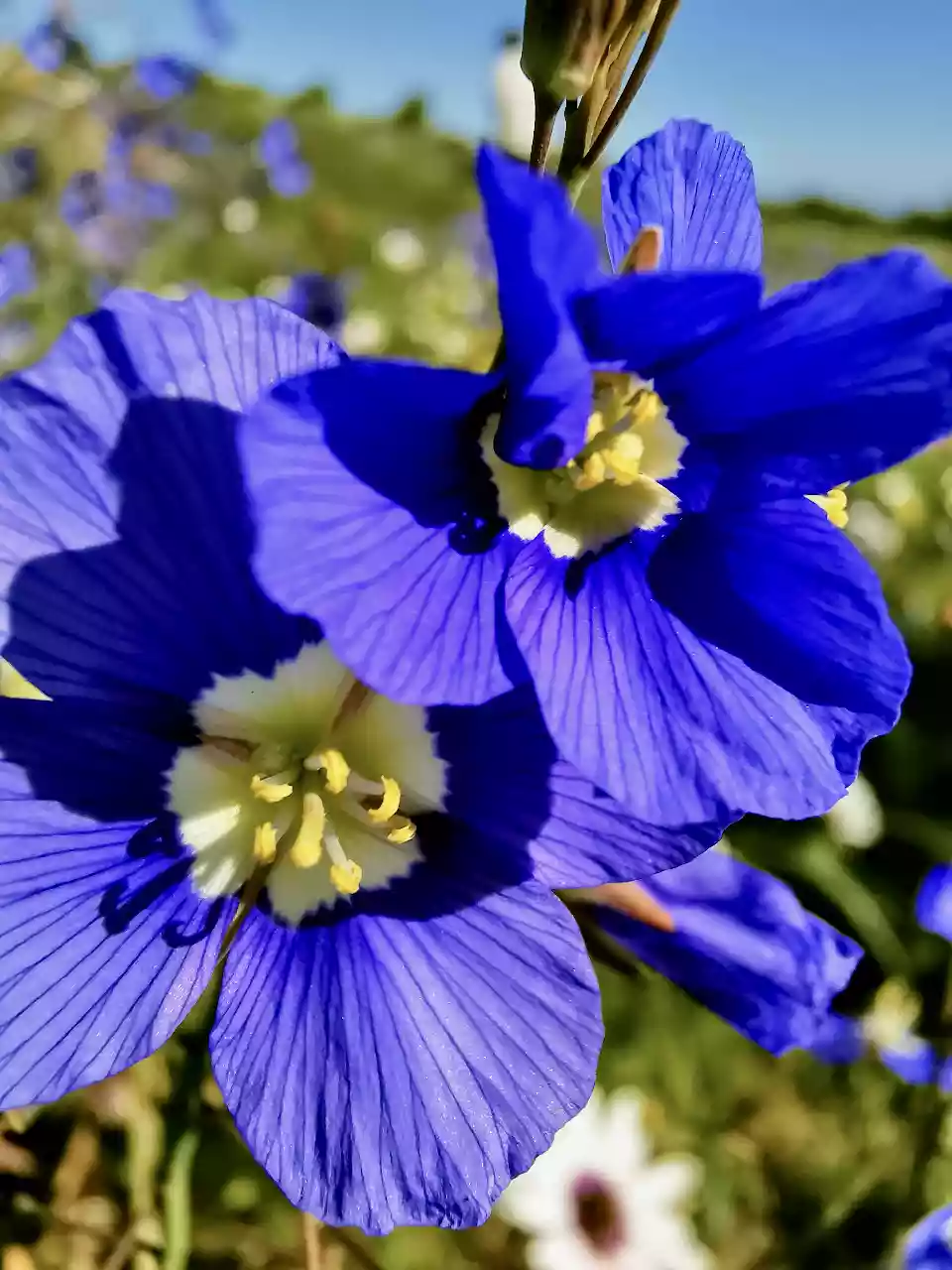 Blue Flax (heliophila coronopifolia)