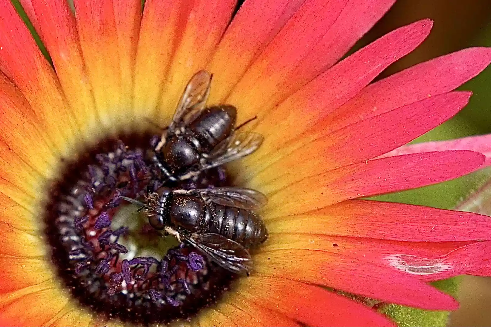 Black Carpenter bees on bokbaai vygies