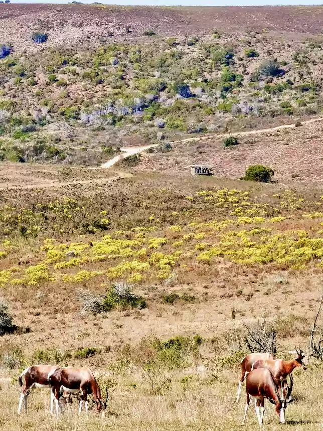 A pair of endemic rich-colored bontebok browsing field lines