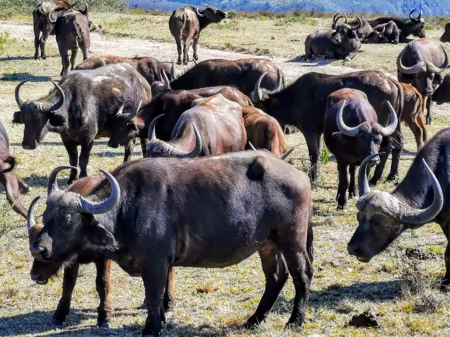 A thick cape buffalo herd checking environmental movements