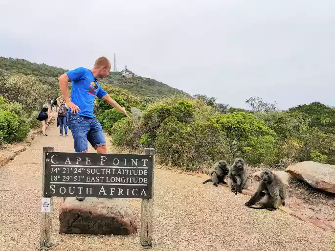 Wild baboons interacting carefully along the stone borders of Cape Point nature reserve