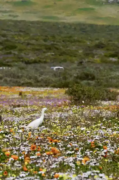 Cattle Erget amongst wildflowers at West Coast National Park