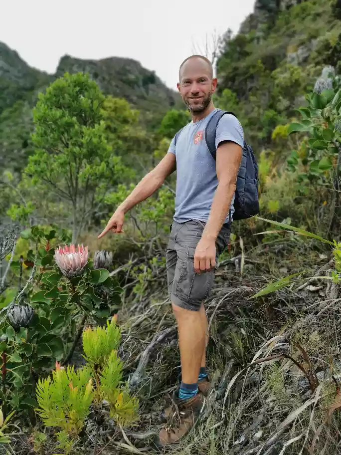 Wes identifying native king protea blossoms on forest walking paths