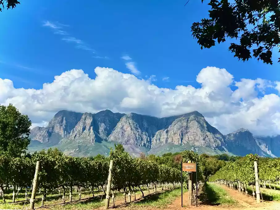 Vineyard of cabernet franc grapes at Delaire Graff Wine Estate