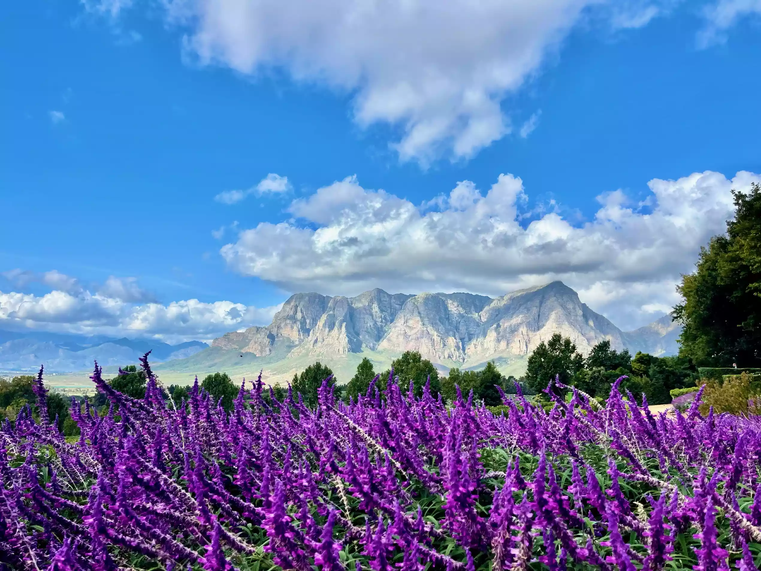 Winelands Tour