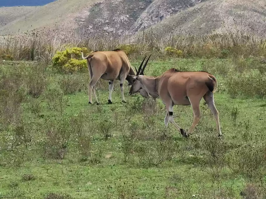 Two large majestic eland standing deep within thick fynbos valleys