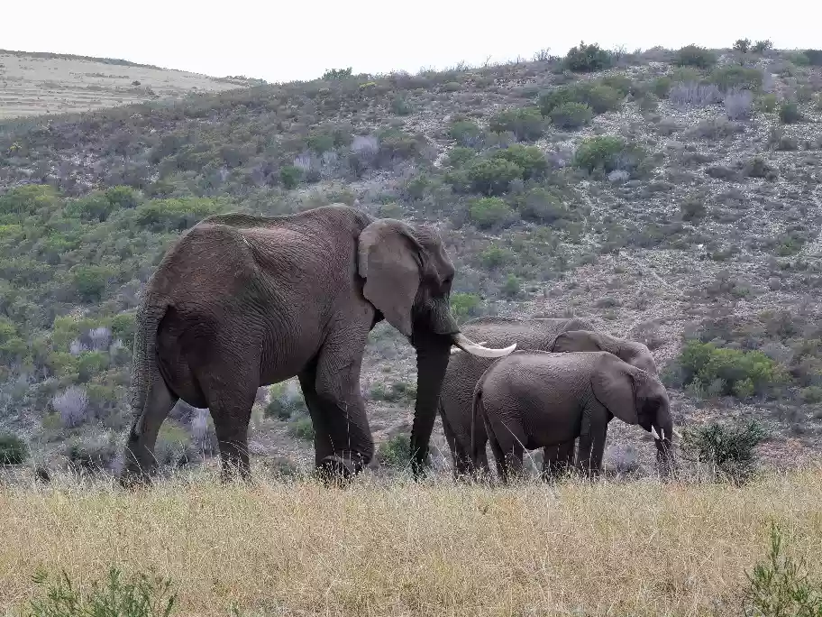 Elephant family walking across open plains at Botlierskop Game Reserve
