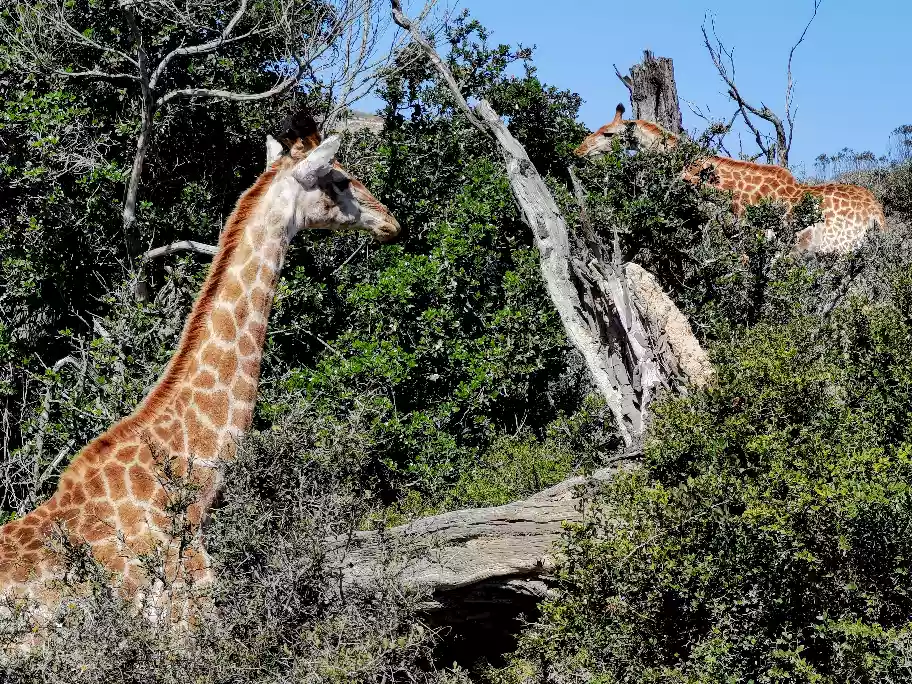 Wild giraffes eating leaves high up inside local trees