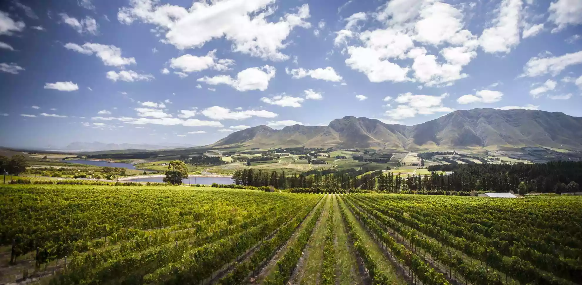 Lush vineyards stretching through the Hemel-en-Aarde Valley beneath rolling mountains