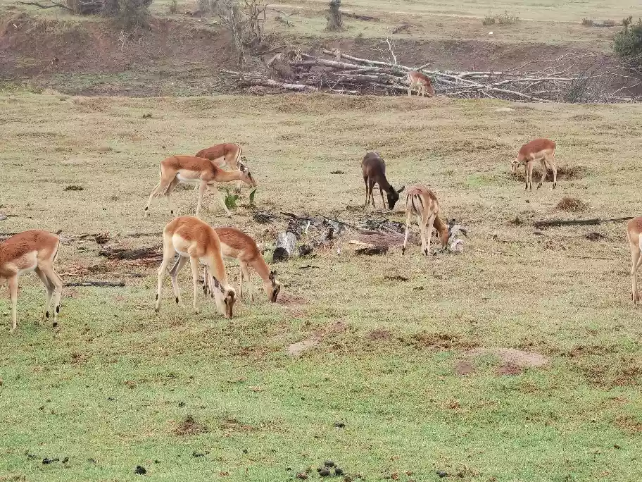 Delicate alert herd of impala roaming grass pathways
