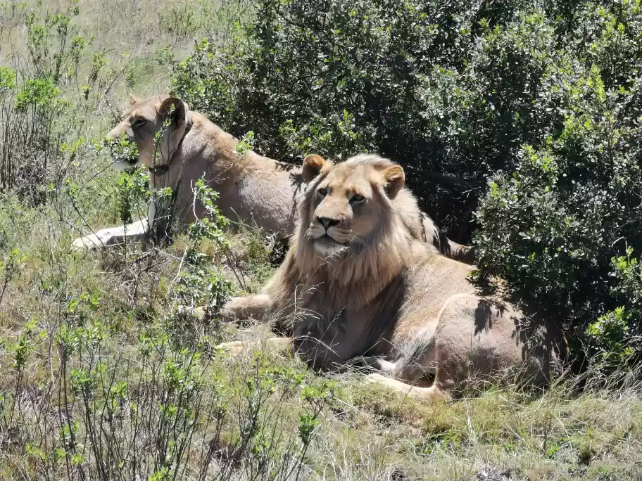 A male and female lion sitting together on mountain ridges