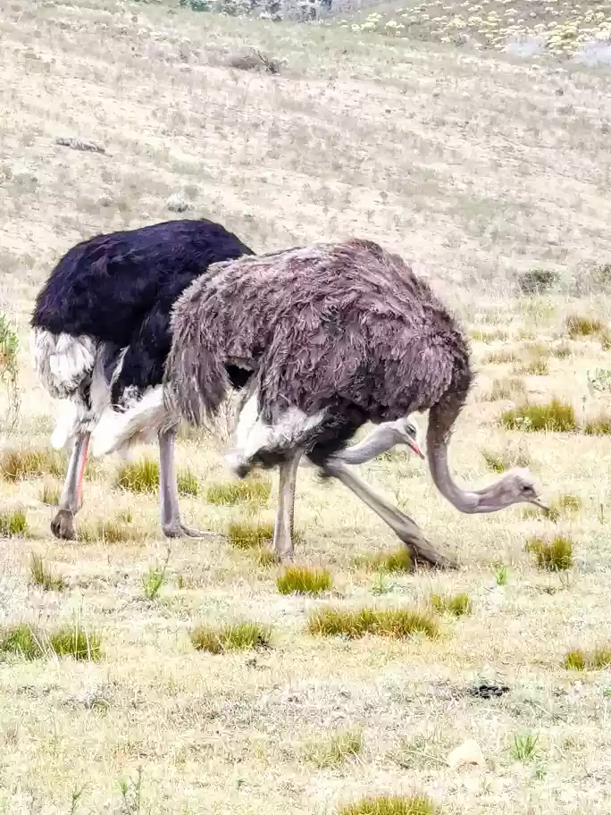 A pair of wild ostriches running across low fynbos brushveld terrain