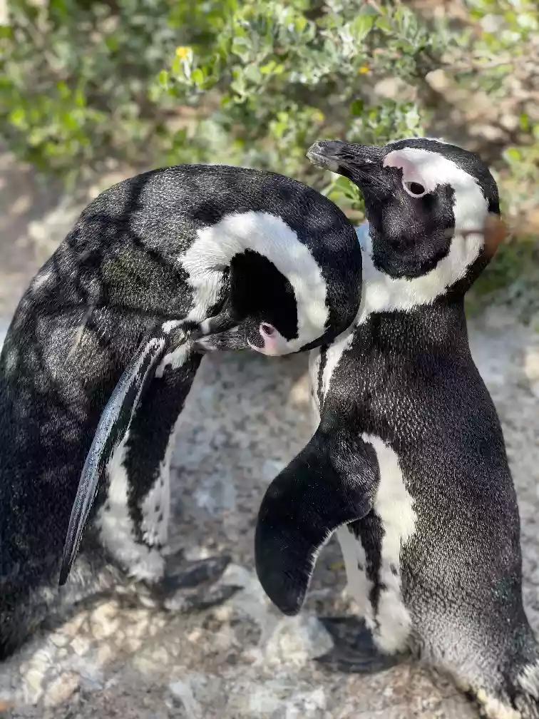 African penguins at Boulders Beach