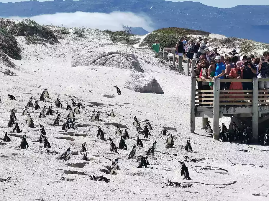 Penguin colony at Boulders Beach