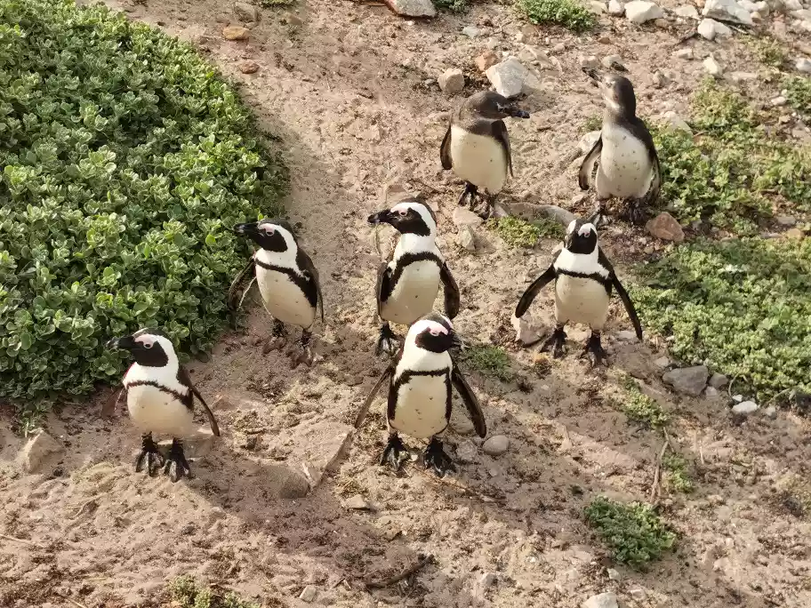 African Penguins on the rocks and fynbos pathways at Stony Point breeding colony