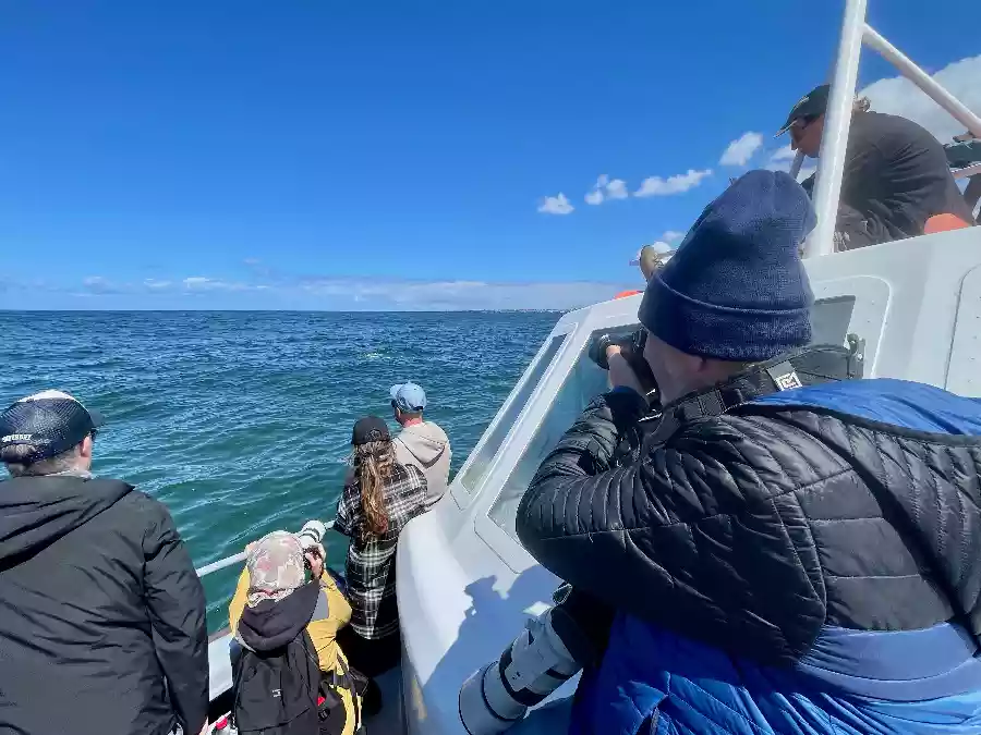 A southern right whale breaching dramatically in the open waters of Walker Bay