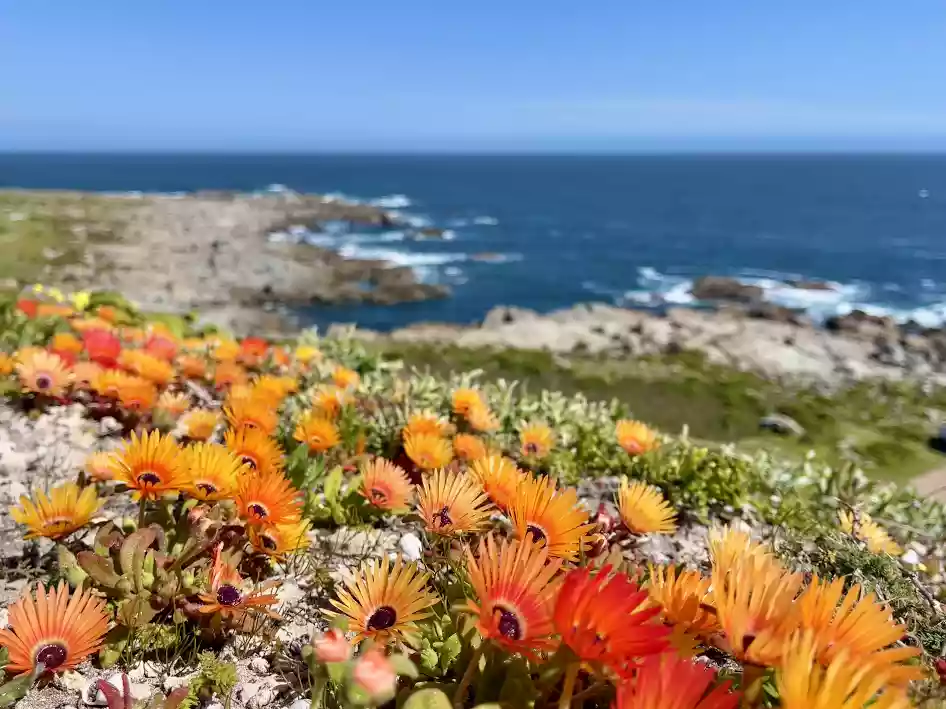 Bokbaai vygies (ice plants) at Plankiesbaai