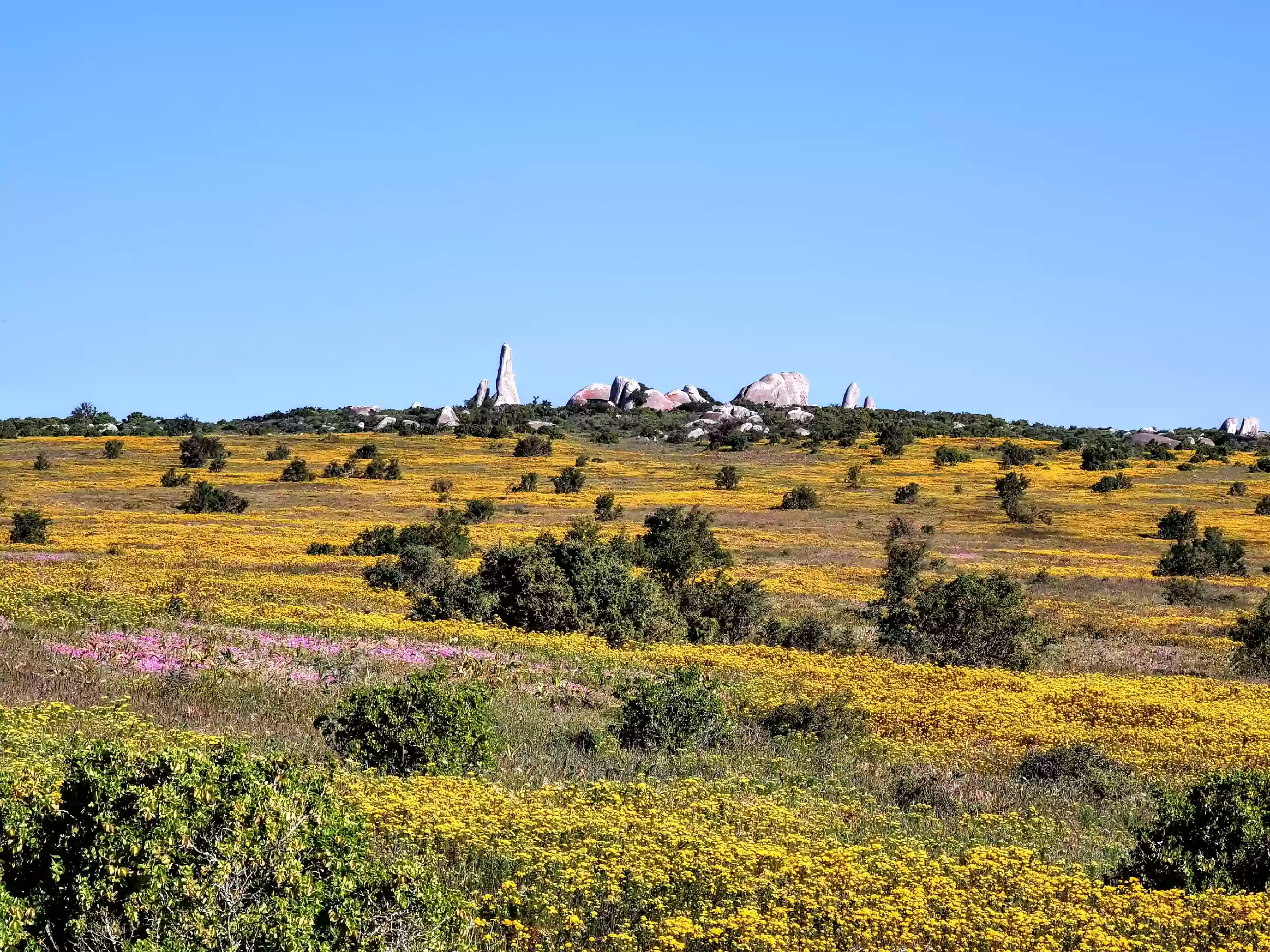 Postberg wildflowers and rock formations