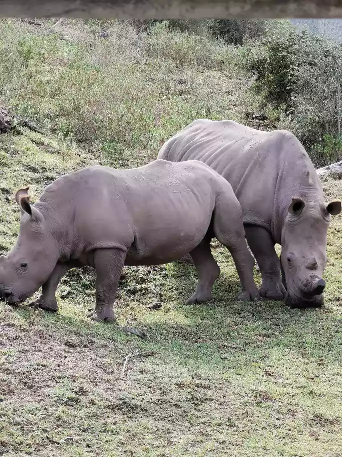 Two wild rhinos resting near natural valley watering zones
