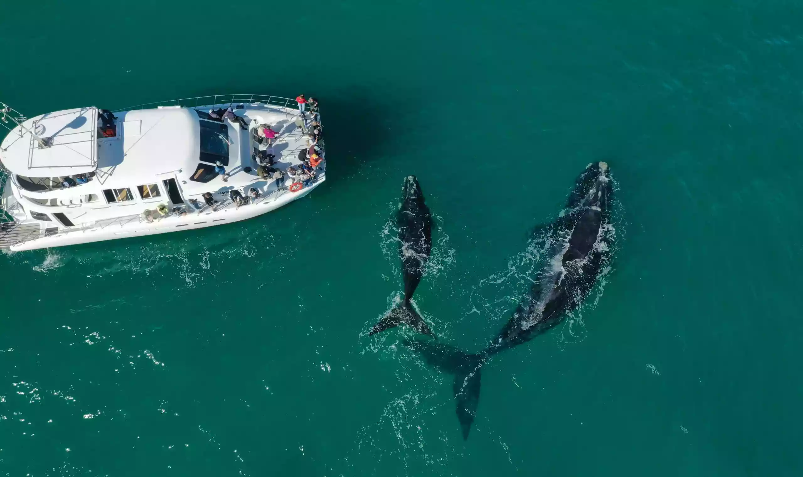 Southern Right Charters catamaran approaching a whale in Walker Bay
