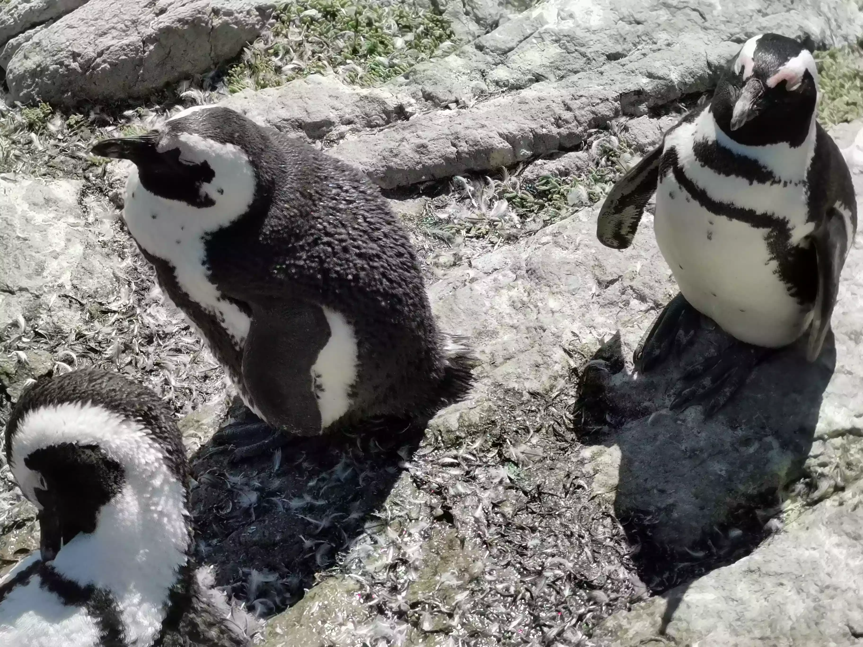 Penguins at Stony Point