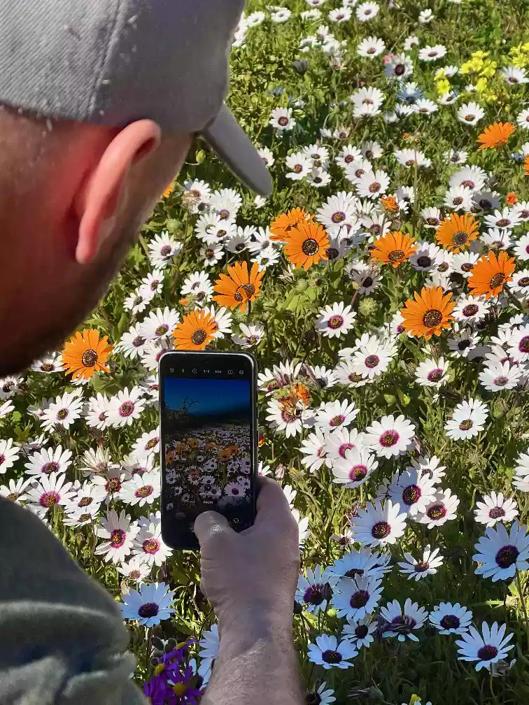 Taking photos of daisies