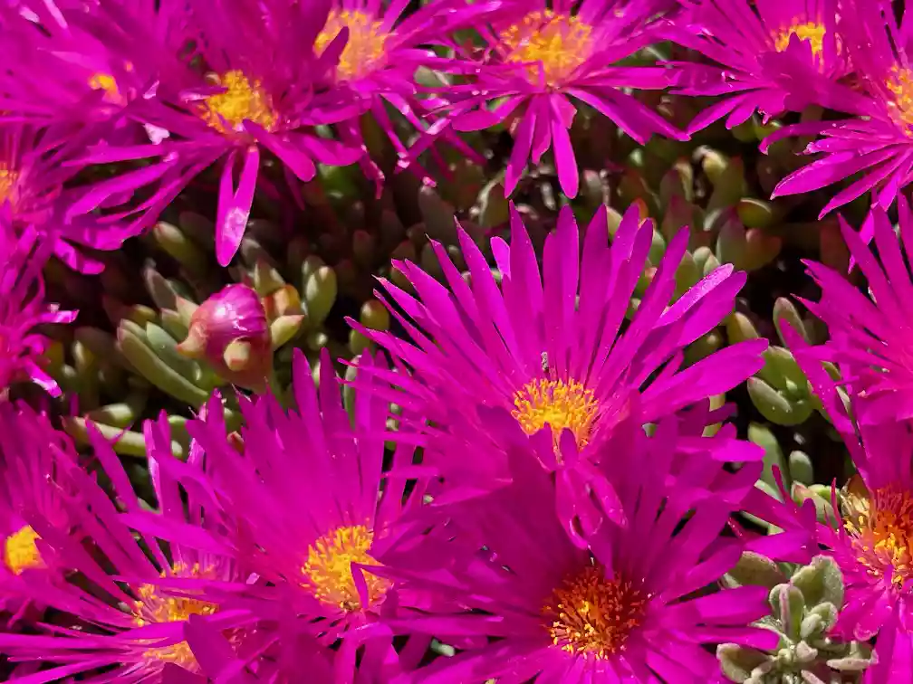 Vygie (ice plant, lampranthus)