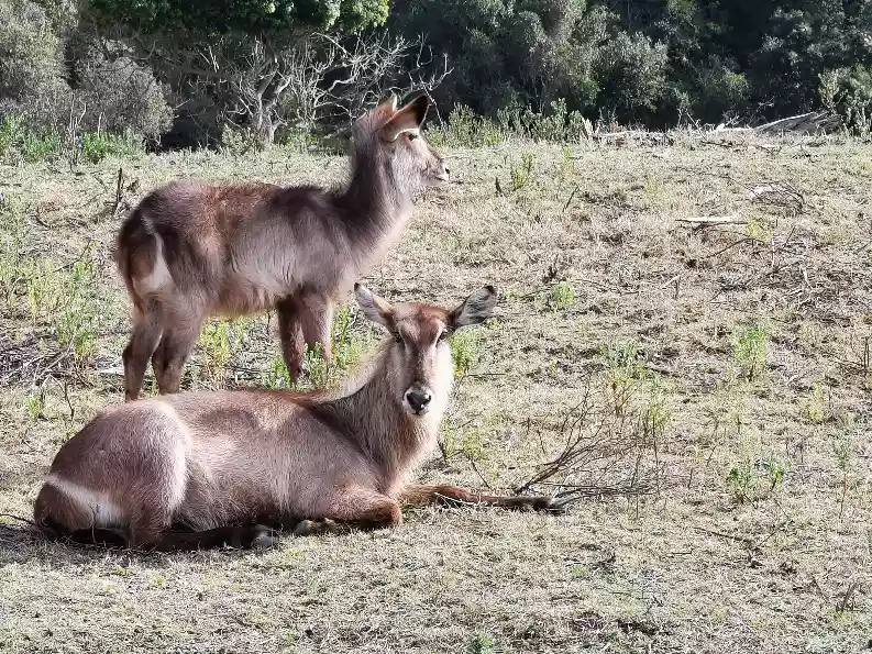 A large antelope grazing peacefully near local waterlines