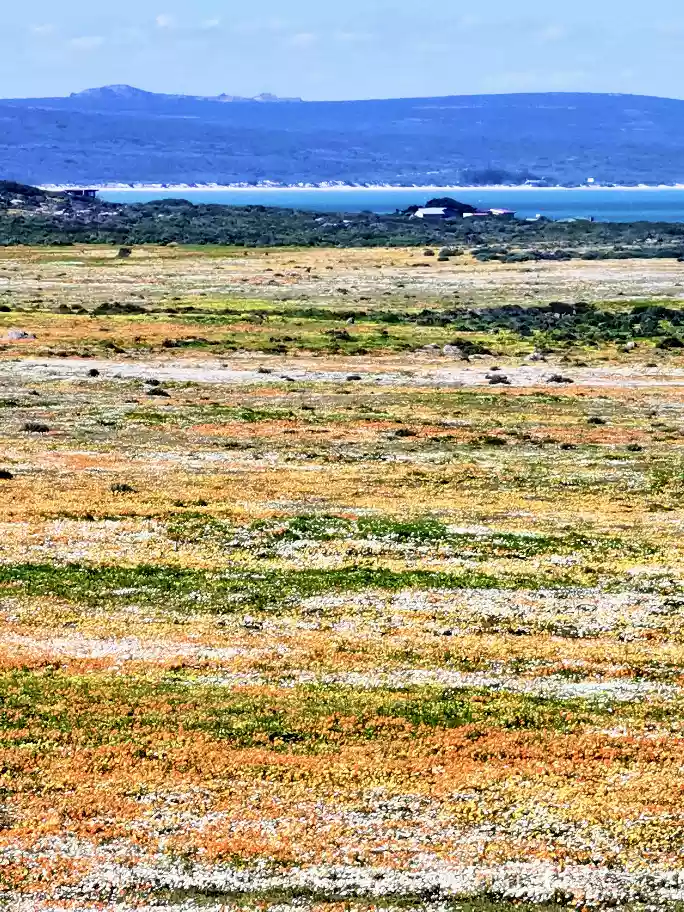 Massive carpet of spring wildflowers inside Postberg