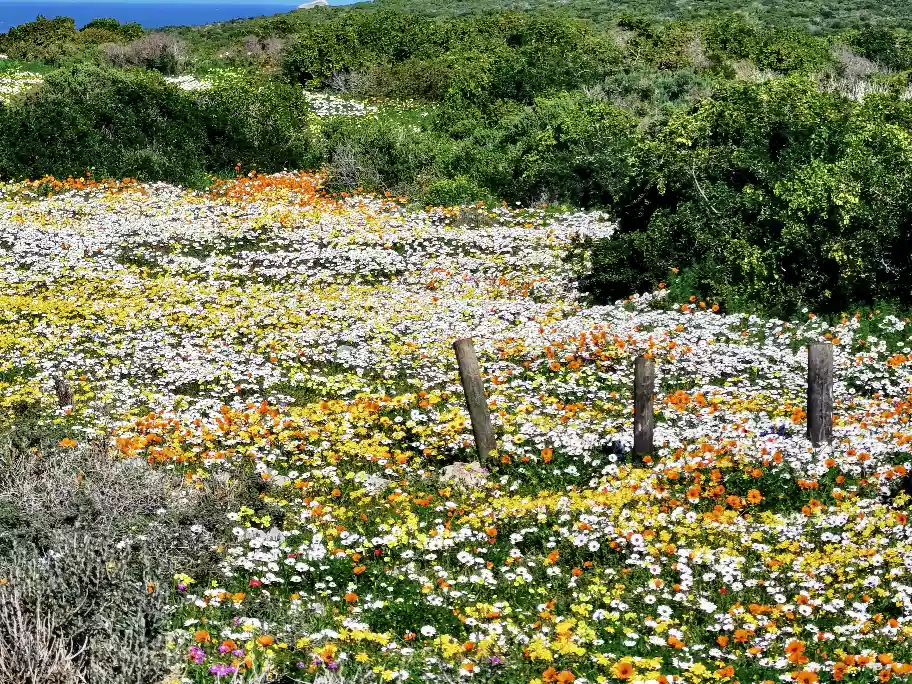 Wild flowers at Postberg