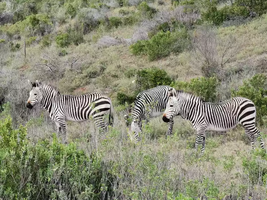 A collection of wild zebras standing together out on wide grass fields